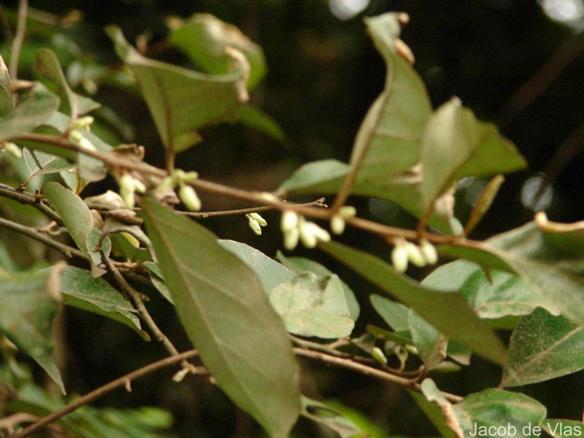 Elaeagnus latifolia L.